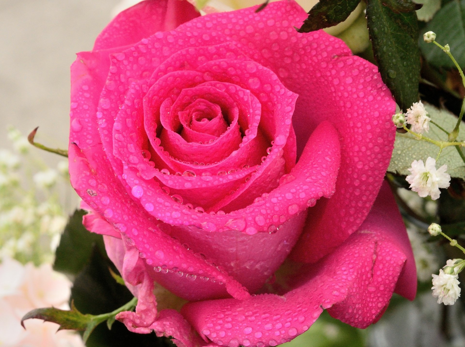 Download Nature Rose 4k Ultra HD Wallpaper | 5306x3956 | Wallpaper Abyss