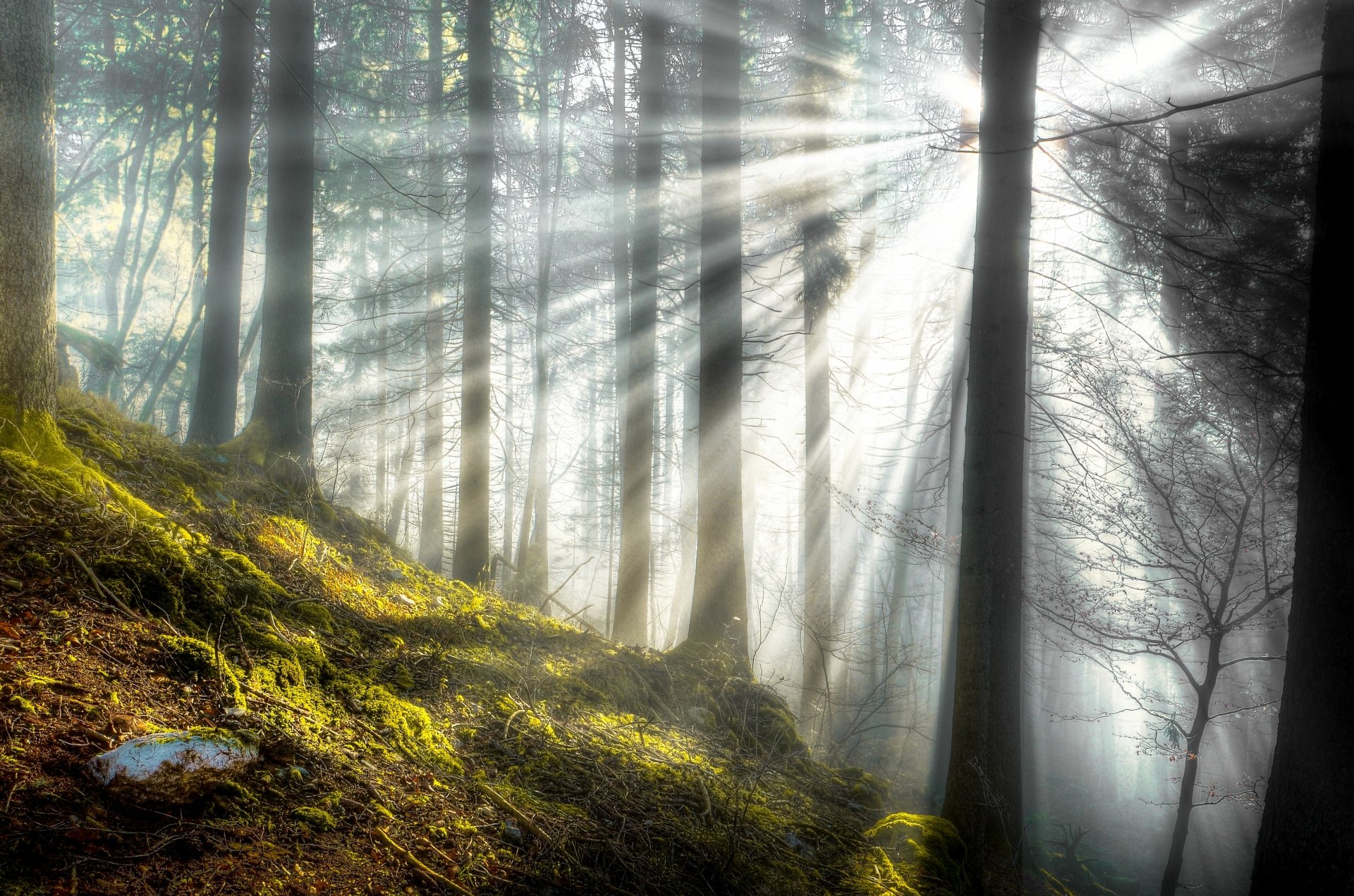 A serene forest scene illuminated by sunbeams, showcasing the beauty of nature. This 4K Ultra HD image serves as a stunning desktop wallpaper and background.