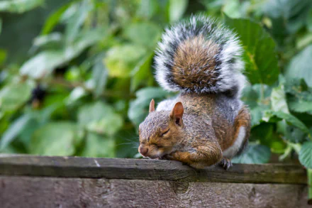 Animal squirrel HD Desktop Wallpaper | Background Image