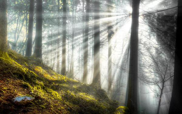 A serene forest scene illuminated by sunbeams, showcasing the beauty of nature. This 4K Ultra HD image serves as a stunning desktop wallpaper and background.