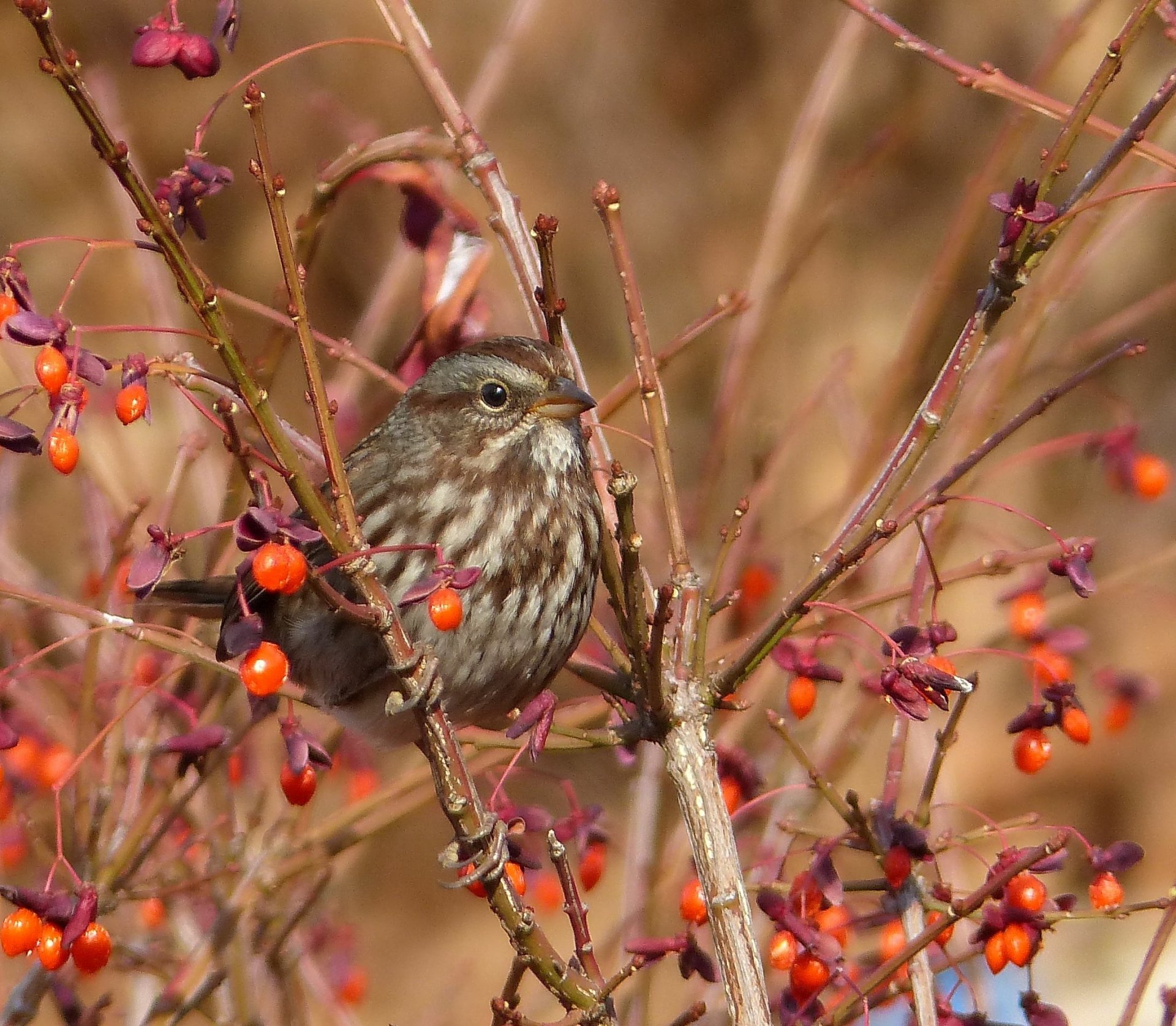 Download Song Sparrow Animal Sparrow HD Wallpaper