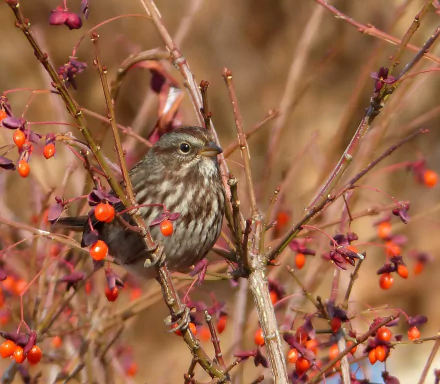  Song Sparrow