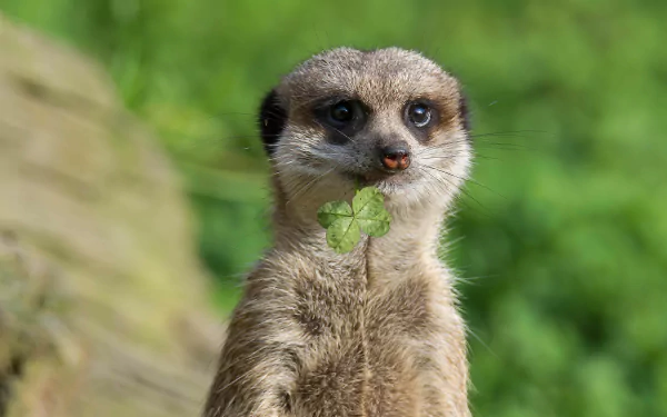 Animal meerkat HD Desktop Wallpaper | Background Image