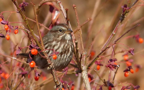  Song Sparrow