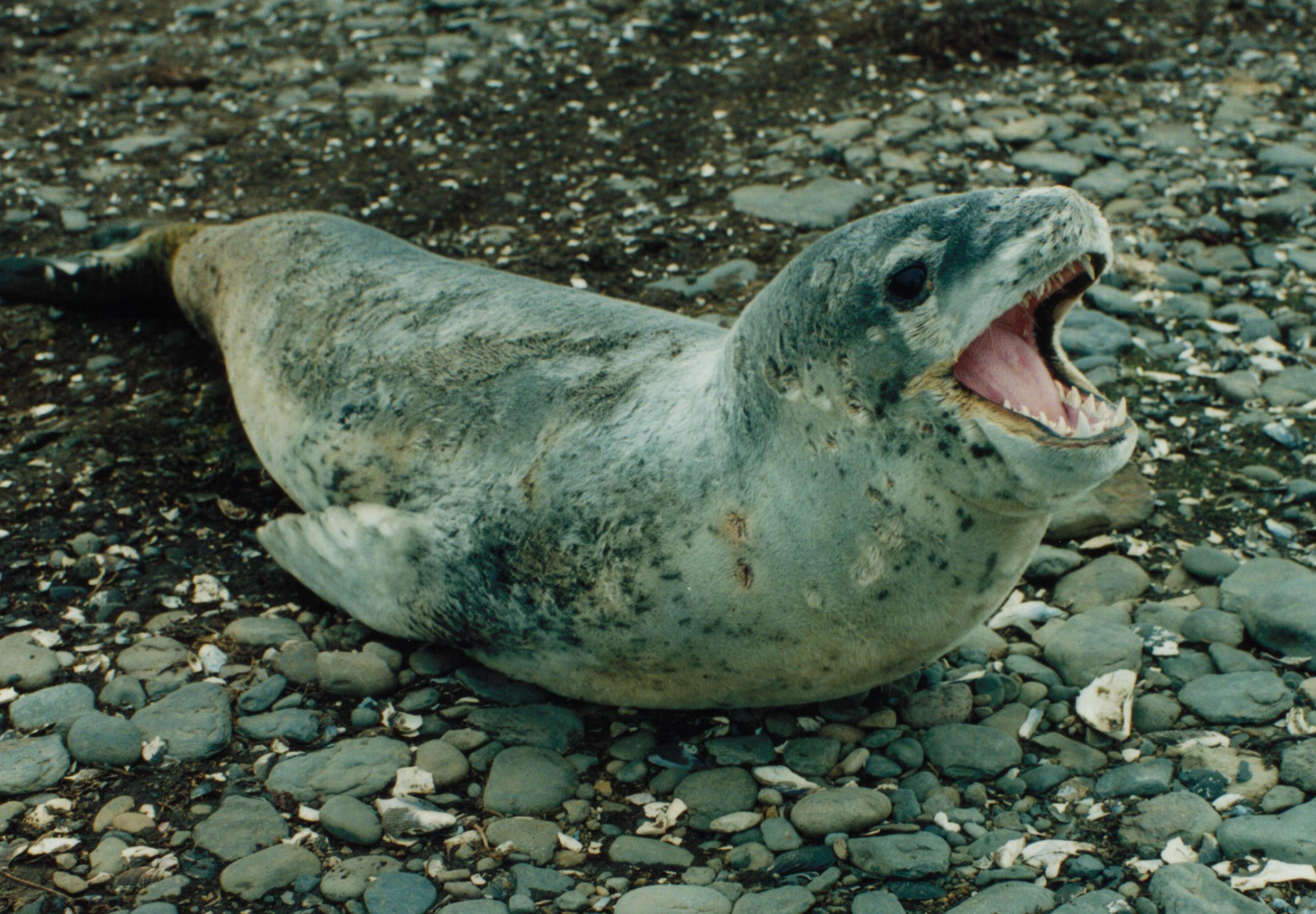 Download Animal Leopard Seal HD Wallpaper