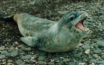 Leopard Seal 高清壁纸 桌面背景