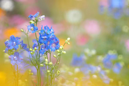 A close-up of vibrant blue flowers surrounded by a soft, colorful blur of nature, creating a serene and captivating HD desktop wallpaper.