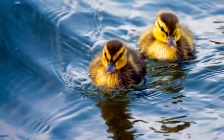 HD PC desktop wallpaper of two fluffy ducklings (duck, bird, animal) paddling together across rippling blue water.