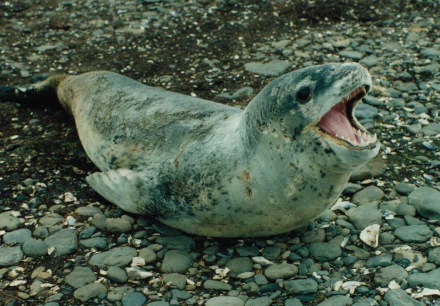 Animal leopard seal HD Desktop Wallpaper | Background Image