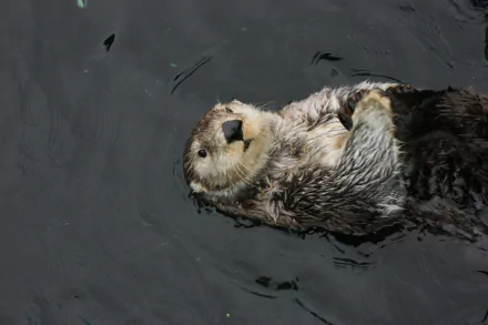 Animal sea otter HD Desktop Wallpaper | Background Image