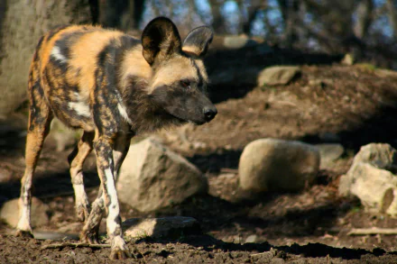 Africa Animal wild dog HD Desktop Wallpaper | Background Image