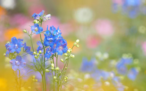 A close-up of vibrant blue flowers surrounded by a soft, colorful blur of nature, creating a serene and captivating HD desktop wallpaper.