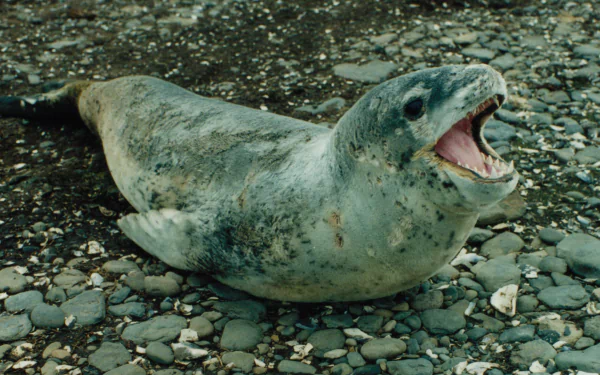 Animal leopard seal HD Desktop Wallpaper | Background Image