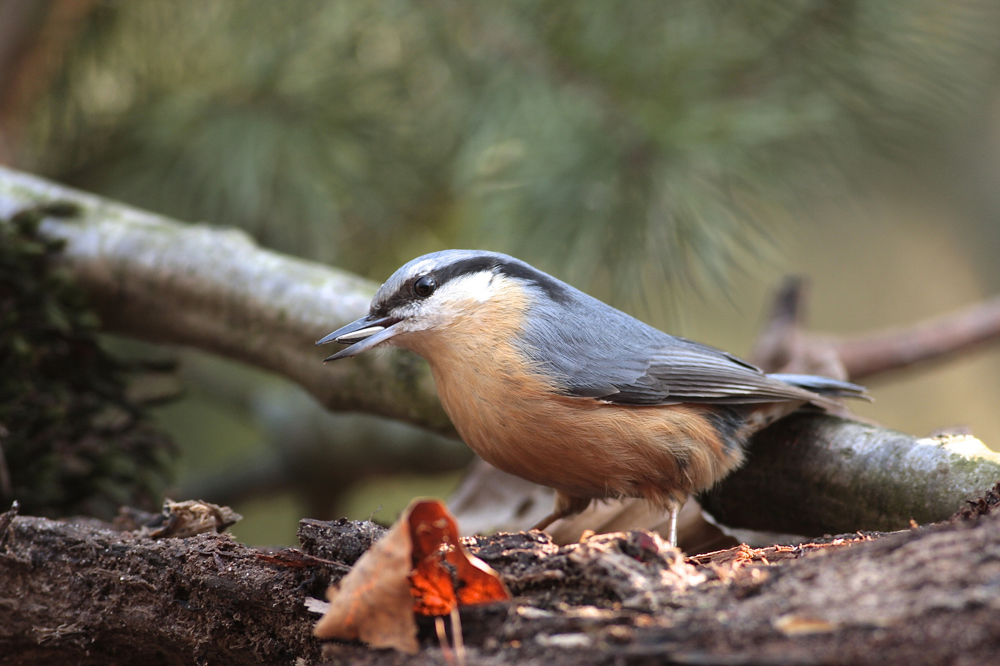Animal Nuthatch HD Wallpaper | Background Image