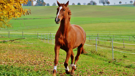 A chestnut horse gallops across a green pasture with autumn foliage, captured in vibrant detail as a 4K Ultra HD PC desktop wallpaper.