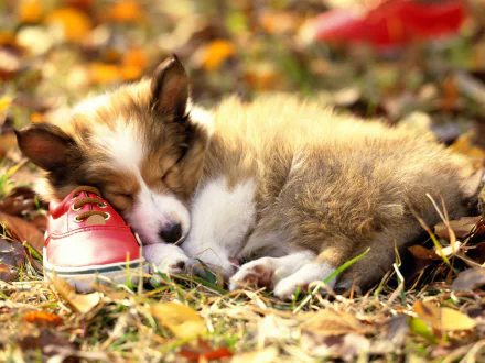 A cute border collie puppy peacefully sleeps next to a red shoe, surrounded by autumn leaves. This HD desktop wallpaper captures the charm of a cozy moment in nature.