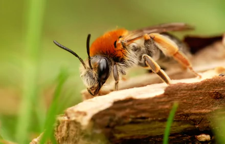Close-up macro of an orange-furred bee on textured wood; insect/animal detail in an HD PC desktop wallpaper/background with soft green bokeh.