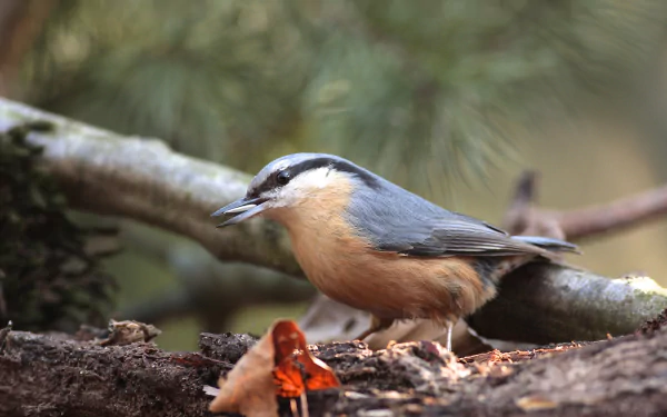bird Animal nuthatch HD Desktop Wallpaper | Background Image