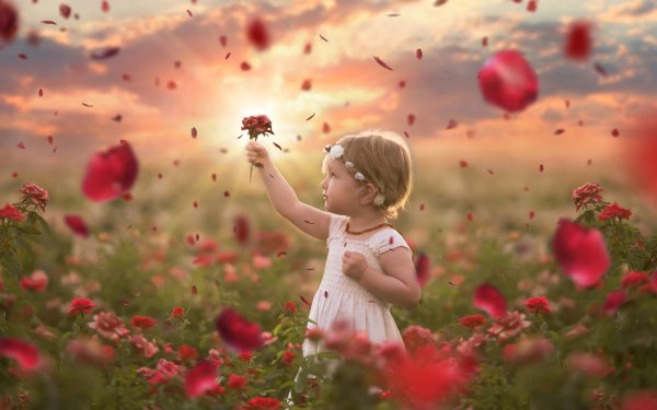 Photography Child Flower Rose Red Rose Sunbeam HD Wallpaper | Background Image