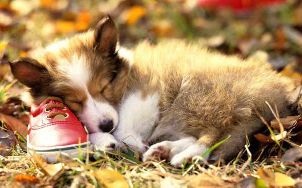 A cute border collie puppy peacefully sleeps next to a red shoe, surrounded by autumn leaves. This HD desktop wallpaper captures the charm of a cozy moment in nature.