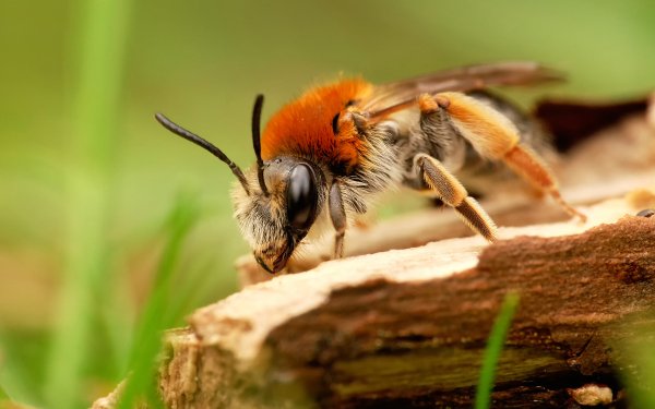 Animal Bee Insects Insect Close-Up HD Wallpaper | Background Image