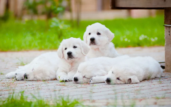 A group of adorable golden retriever puppies resting on a paved surface, surrounded by lush green grass, captures a serene moment in this 4K Ultra HD desktop wallpaper.