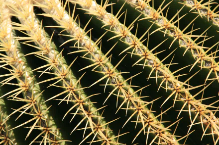 nature cactus thorns HD Desktop Wallpaper | Background Image