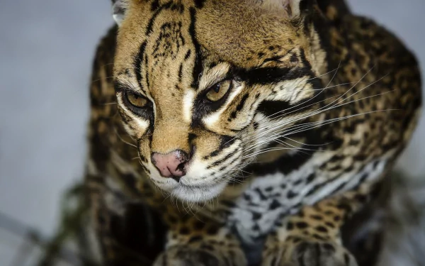 Animal ocelot HD Desktop Wallpaper | Background Image