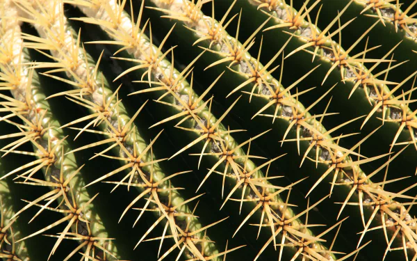 nature cactus thorns HD Desktop Wallpaper | Background Image