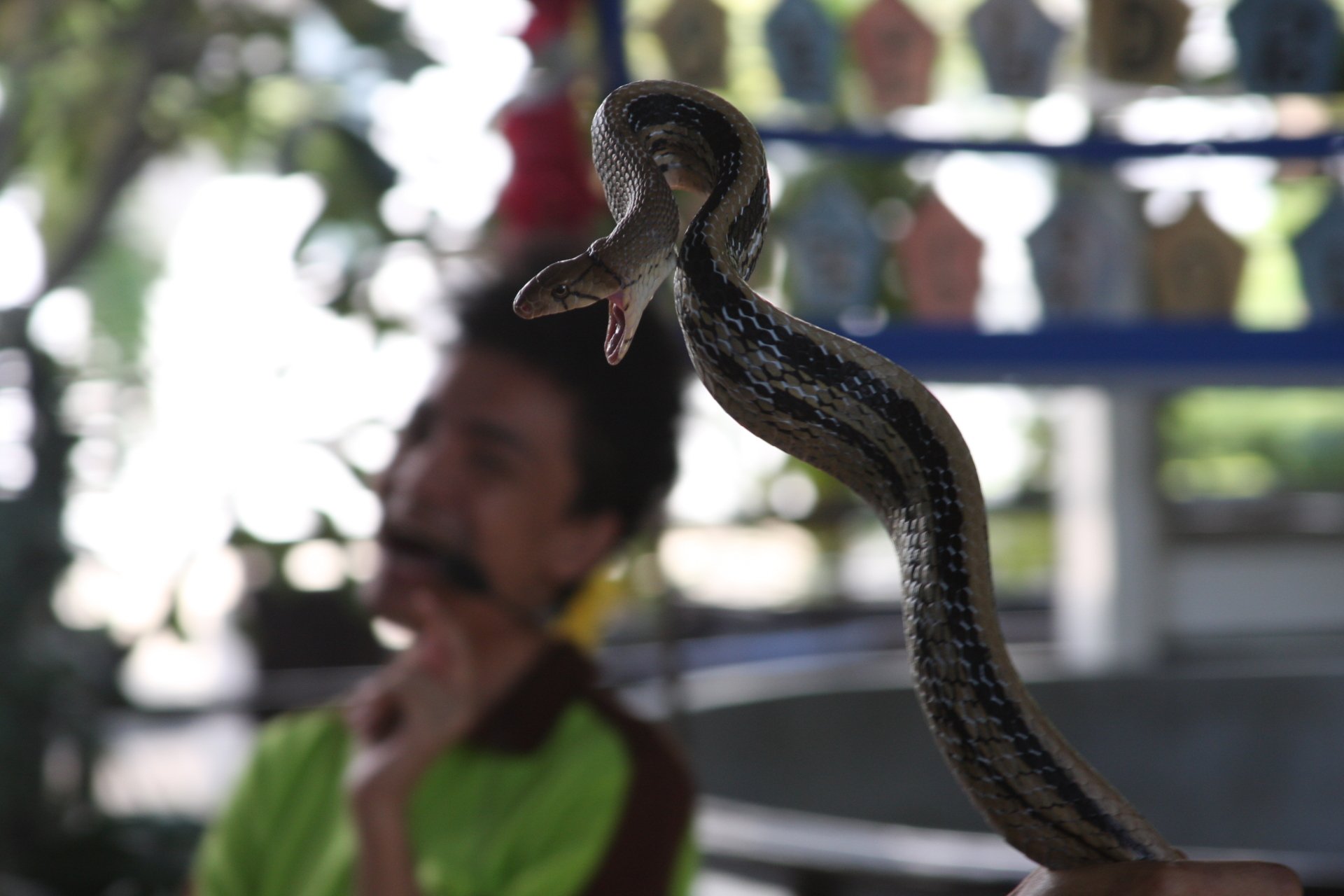 Download Animal Snake 4k Ultra HD Wallpaper