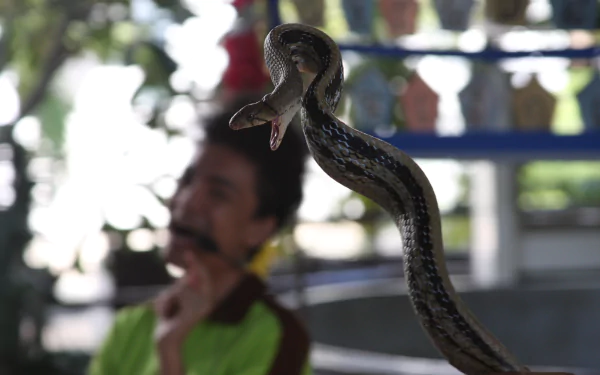 Animal snake HD Desktop Wallpaper | Background Image