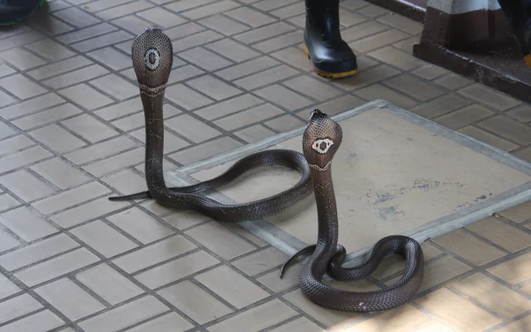 Animal cobra HD Desktop Wallpaper | Background Image