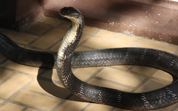 Animal cobra HD Desktop Wallpaper | Background Image