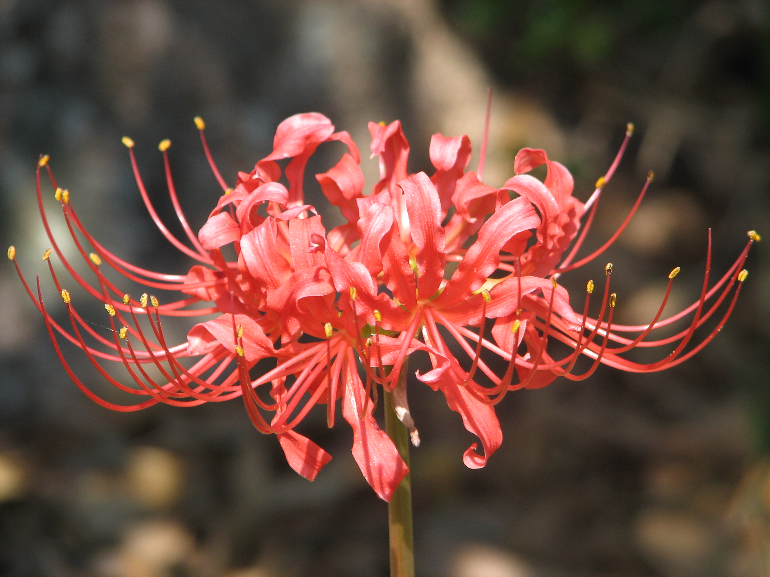 Red spider lily HD Wallpaper
