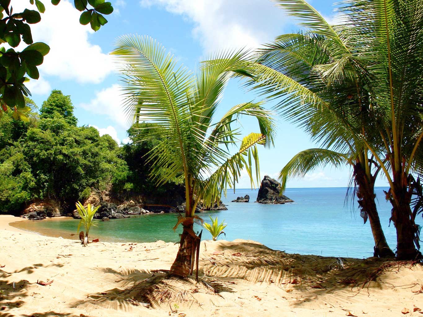 A serene beach scene featuring lush palm trees and clear blue water, set against a backdrop of greenery, making for a stunning HD desktop wallpaper and background.