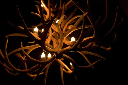 photography antler HD Desktop Wallpaper | Background Image