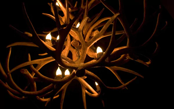 photography antler HD Desktop Wallpaper | Background Image