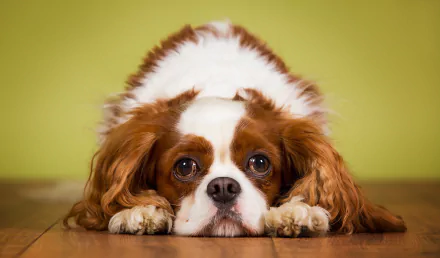 HD desktop wallpaper featuring a close-up of a King Charles Spaniel dog lying down with a green background.