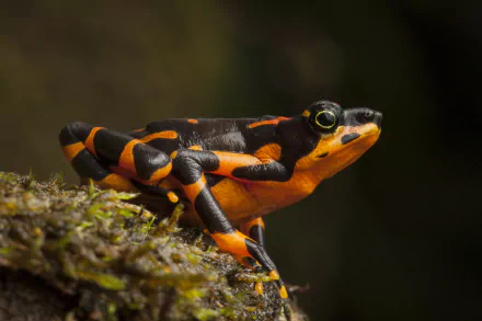 A vibrant clown frog with black and bright orange markings perched on mossy ground, captured in stunning 4K Ultra HD detail.