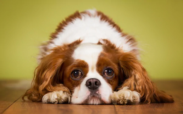 HD desktop wallpaper featuring a close-up of a King Charles Spaniel dog lying down with a green background.