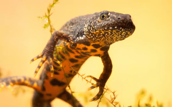 Animal newt HD Desktop Wallpaper | Background Image