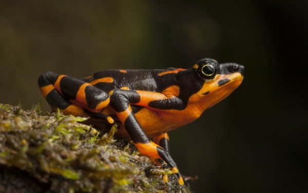 Animal Frog Frogs Clown Frog Toad HD Wallpaper | Background Image