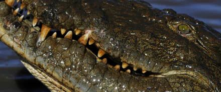 close-up Animal crocodile HD Desktop Wallpaper | Background Image