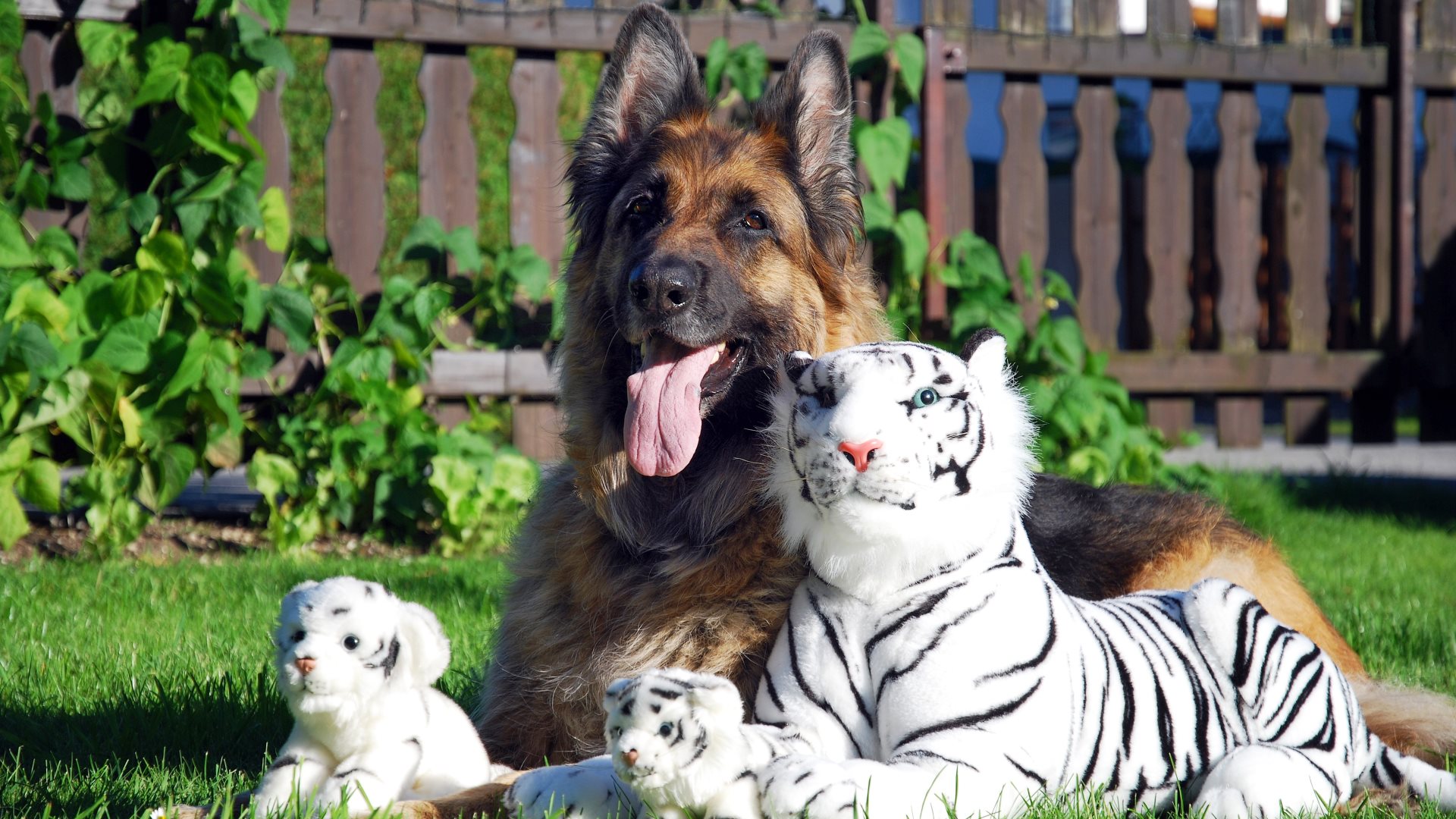 A Long Haired German Shepherd with White Tiger stuffed toys by Werner B.