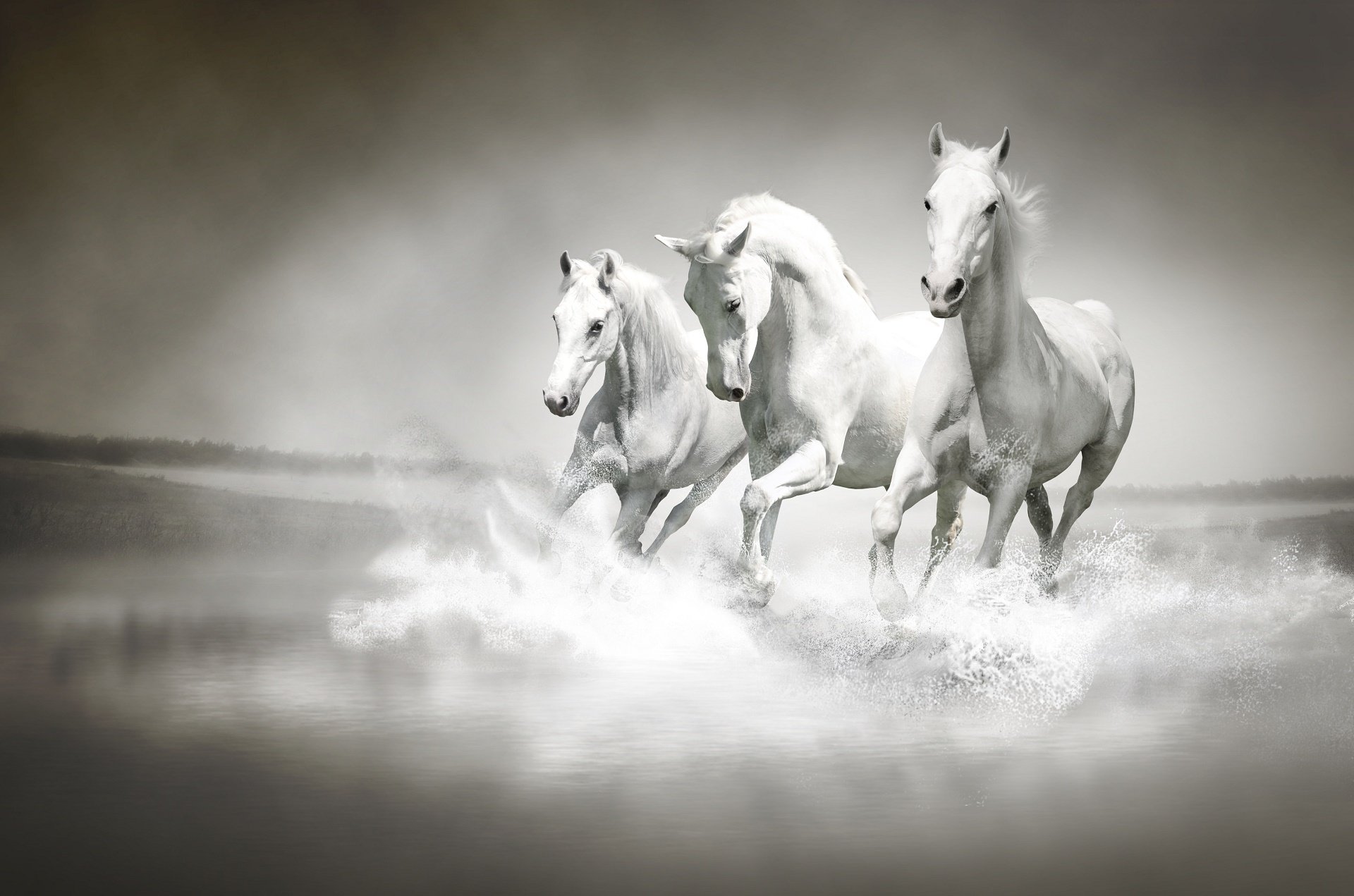 Three white horses gallop through water, creating splashes in this striking HD desktop wallpaper featuring dynamic animal and water elements.