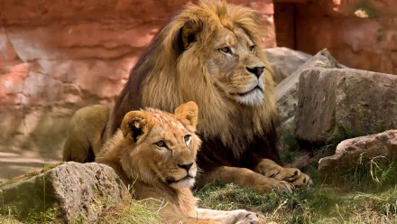  Lions in a zoo by Rainer Berns