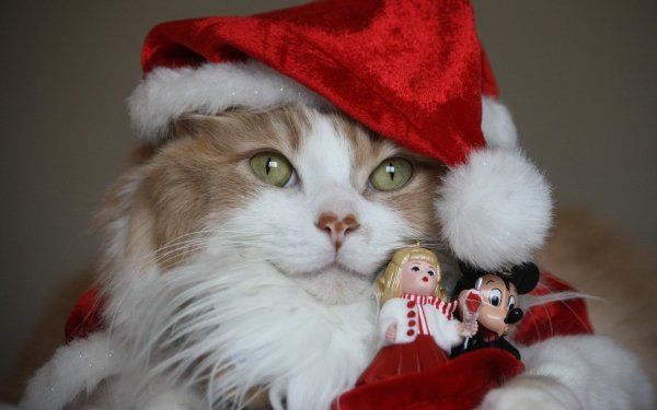 Holiday Christmas Cat Santa Hat HD Wallpaper | Background Image