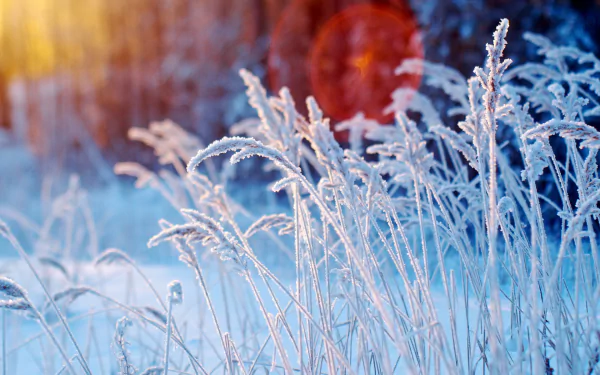 grass nature winter HD Desktop Wallpaper | Background Image