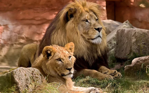 HD desktop wallpaper featuring a majestic wildcat lion and a lioness resting among rocks in a natural setting.