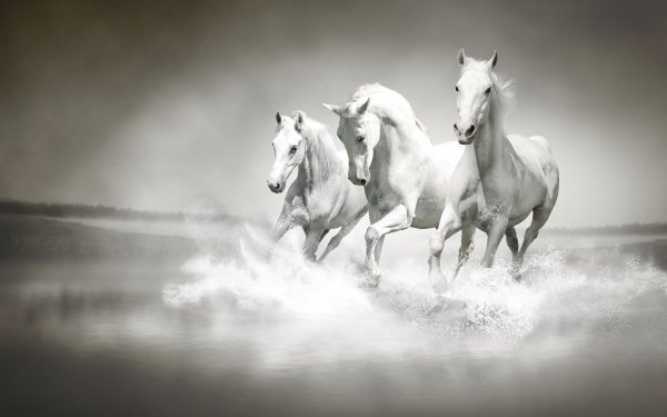 Animal Horse Water White HD Wallpaper | Background Image